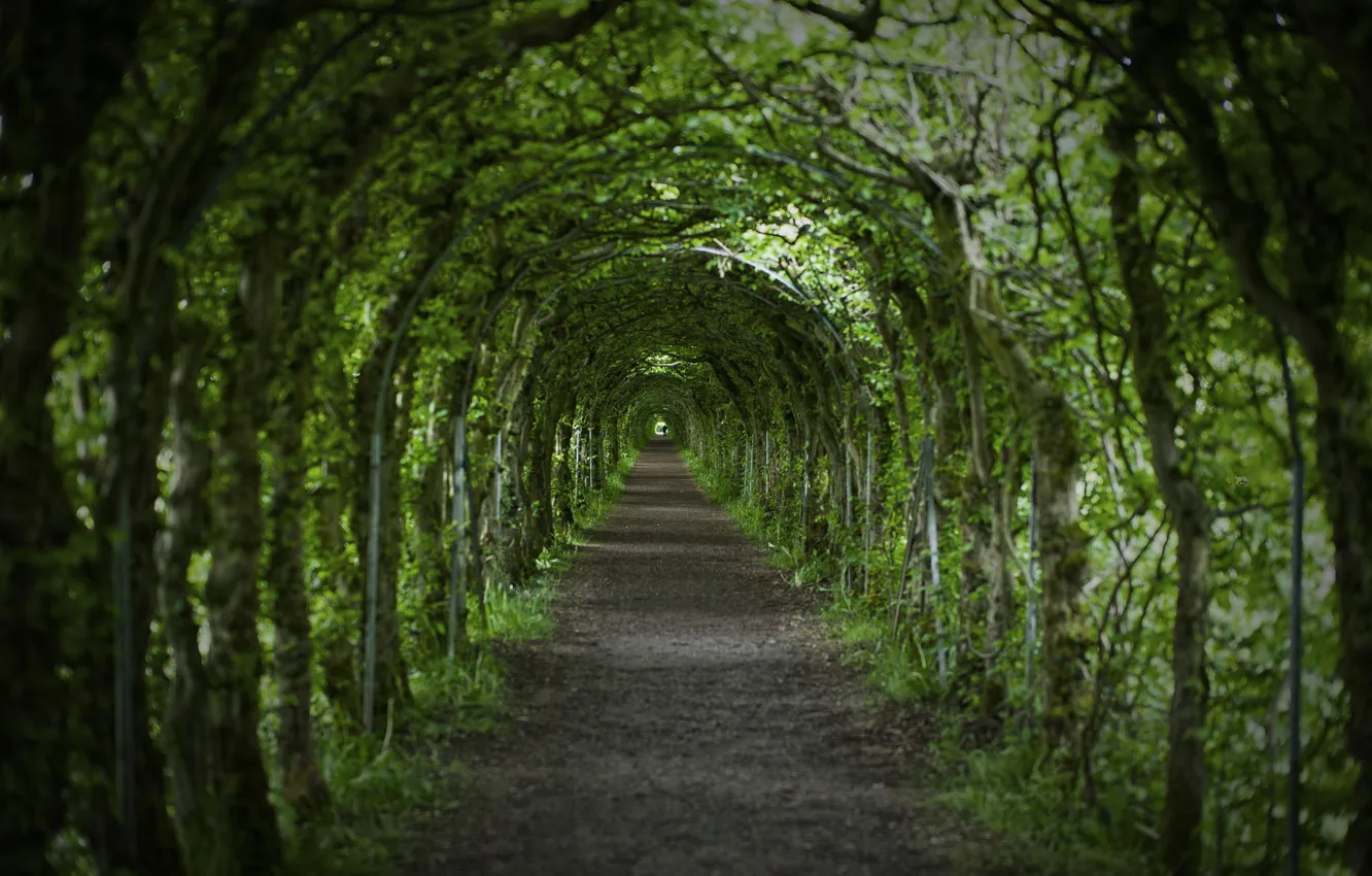 Photo wallpaper road, trees, nature, tunnel