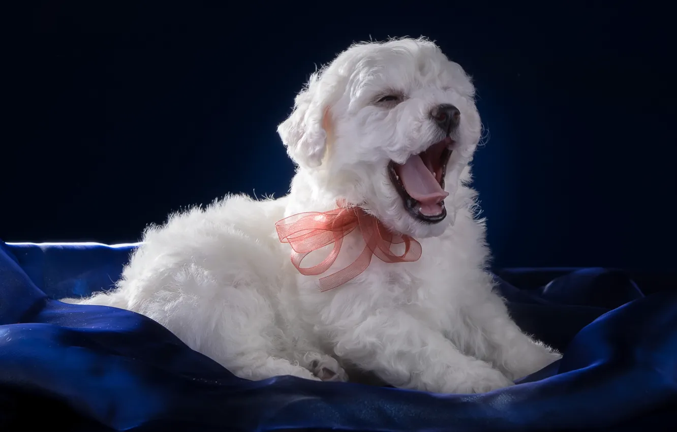 Photo wallpaper language, white, puppy, bow, yawns, Bichon Frise
