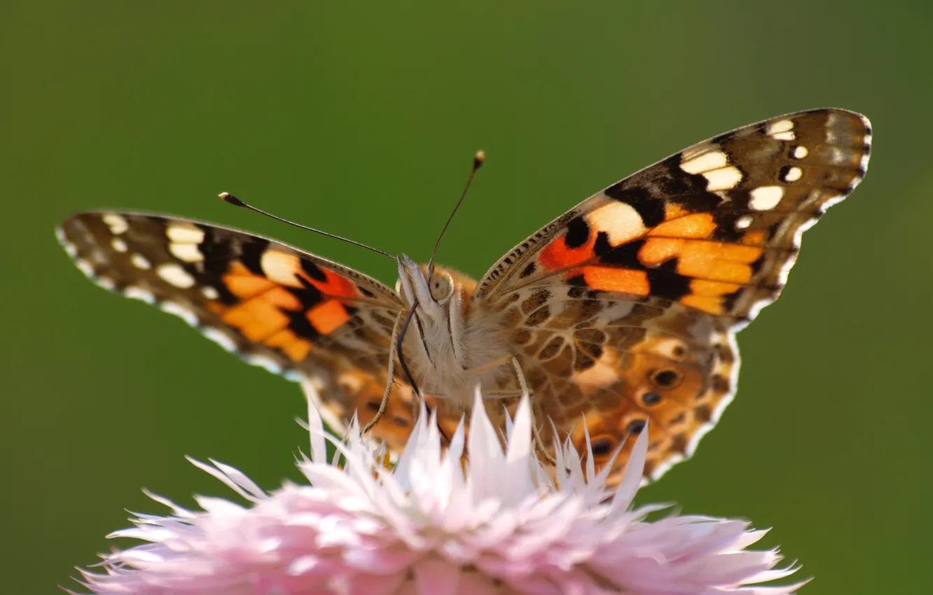Photo wallpaper flowers, butterfly, wings, petals, moth