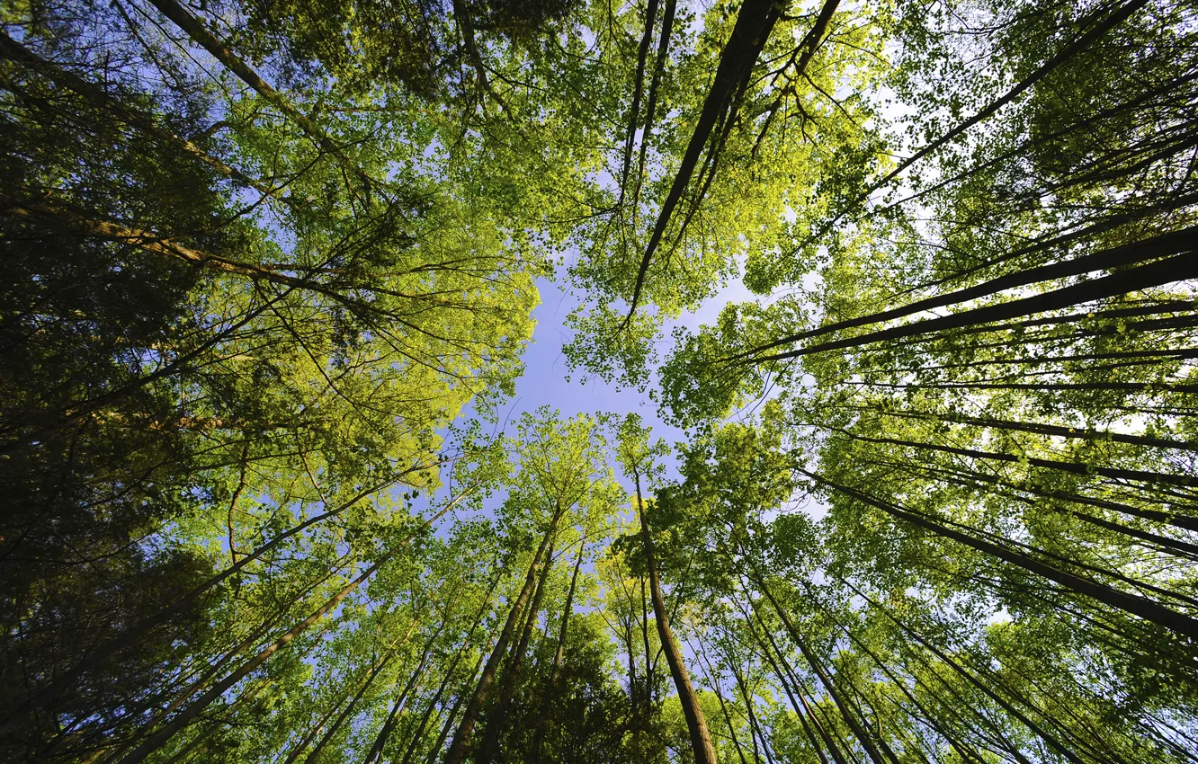 Photo wallpaper the sky, trees, crown