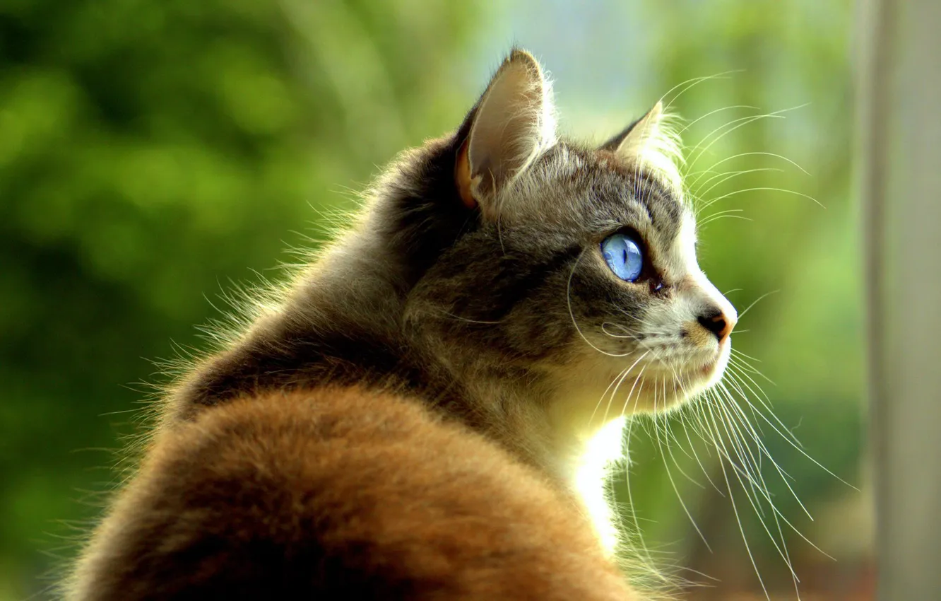 Photo wallpaper blue eyes, in profile, spotted cat