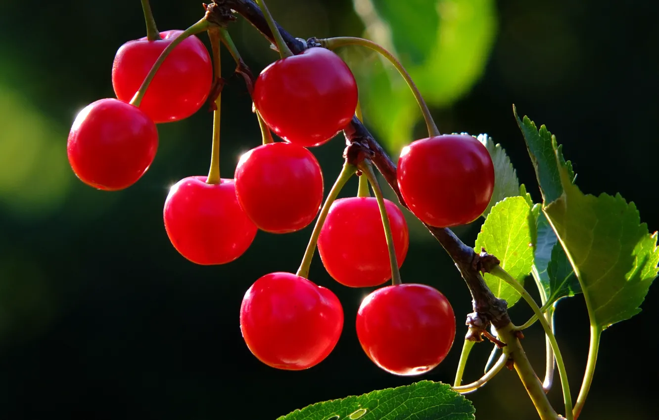 Photo wallpaper leaves, light, trees, branches, cherry, berries, harvest, fruit