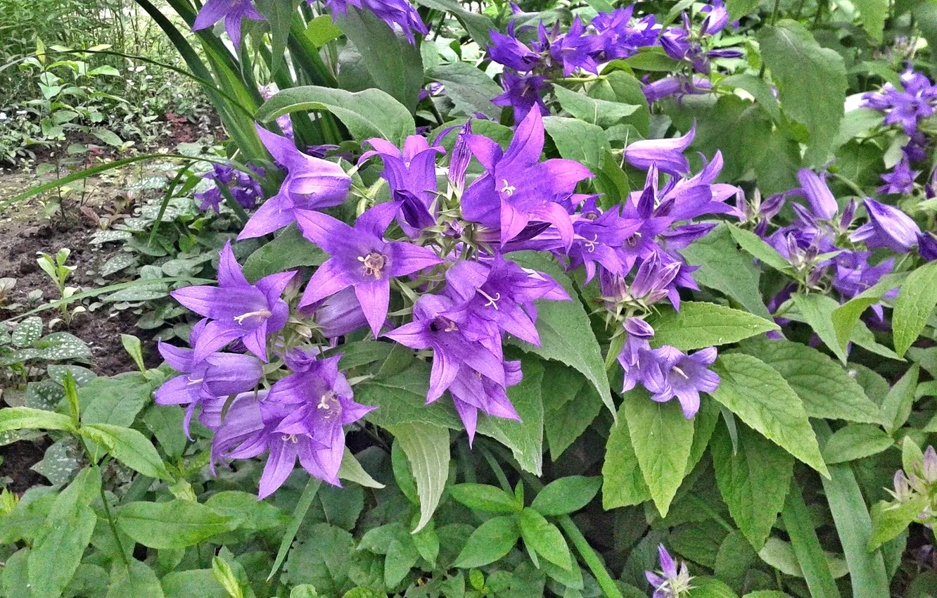 Photo wallpaper flowers, Summer 2025, Broad-leaved bluebell