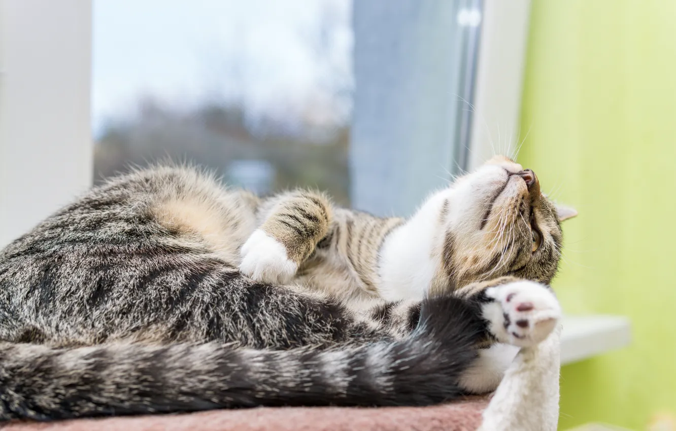 Photo wallpaper cat, cat, look, pose, stay, paws, window, tail