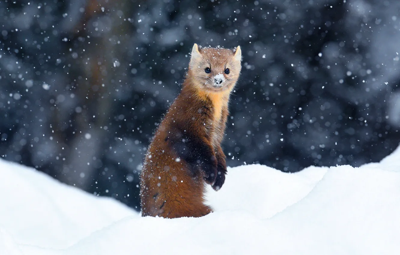 Photo wallpaper winter, look, snow, the dark background, the snow, snowfall, stand, bokeh