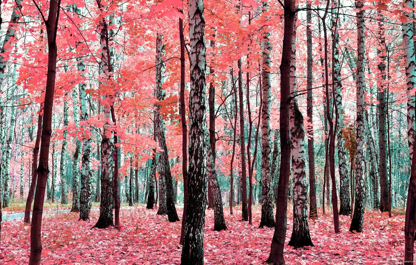 Photo wallpaper autumn, forest, leaves, trees, foliage