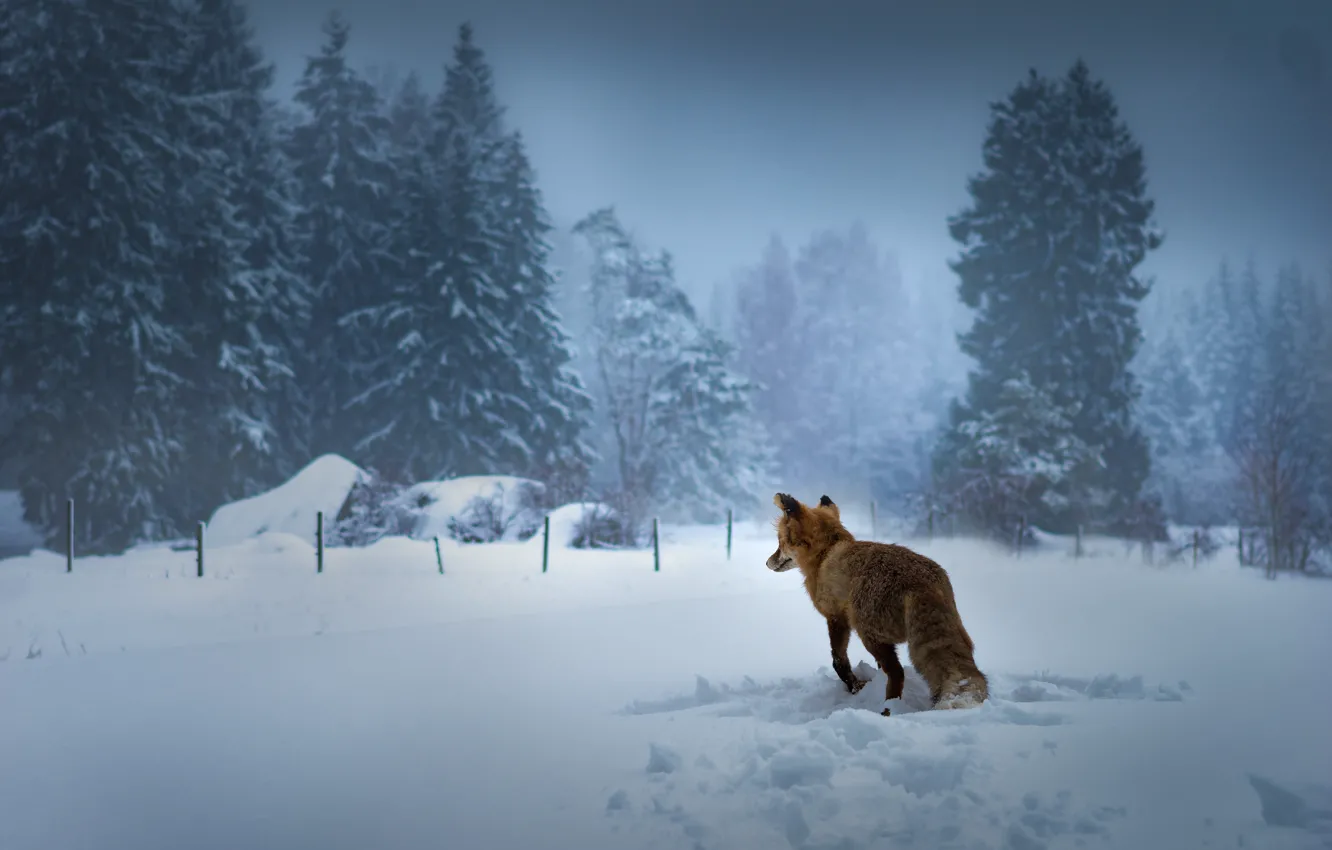 Photo wallpaper winter, forest, snow, trees, the fence, back, ate, Fox