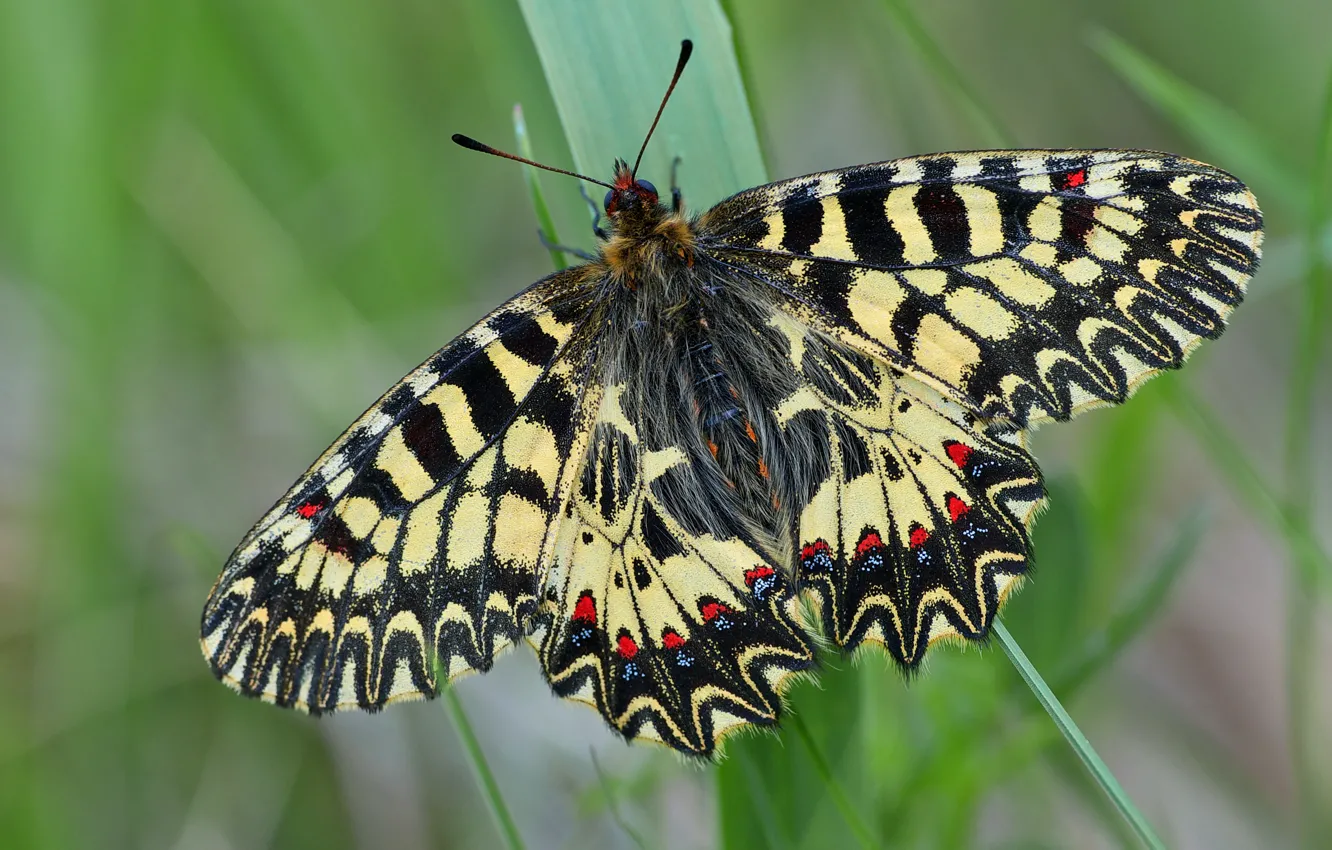 Photo wallpaper leaves, macro, nature, background, pattern, butterfly, insect, blurred