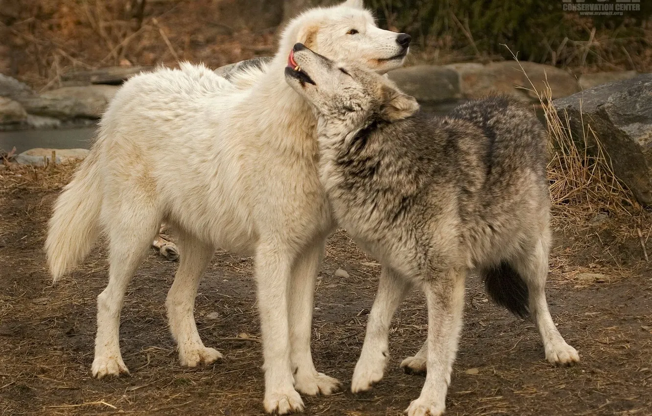 Photo wallpaper nature, Gray Wolf, face, animal, wolf, canis lupus, wildlife, head