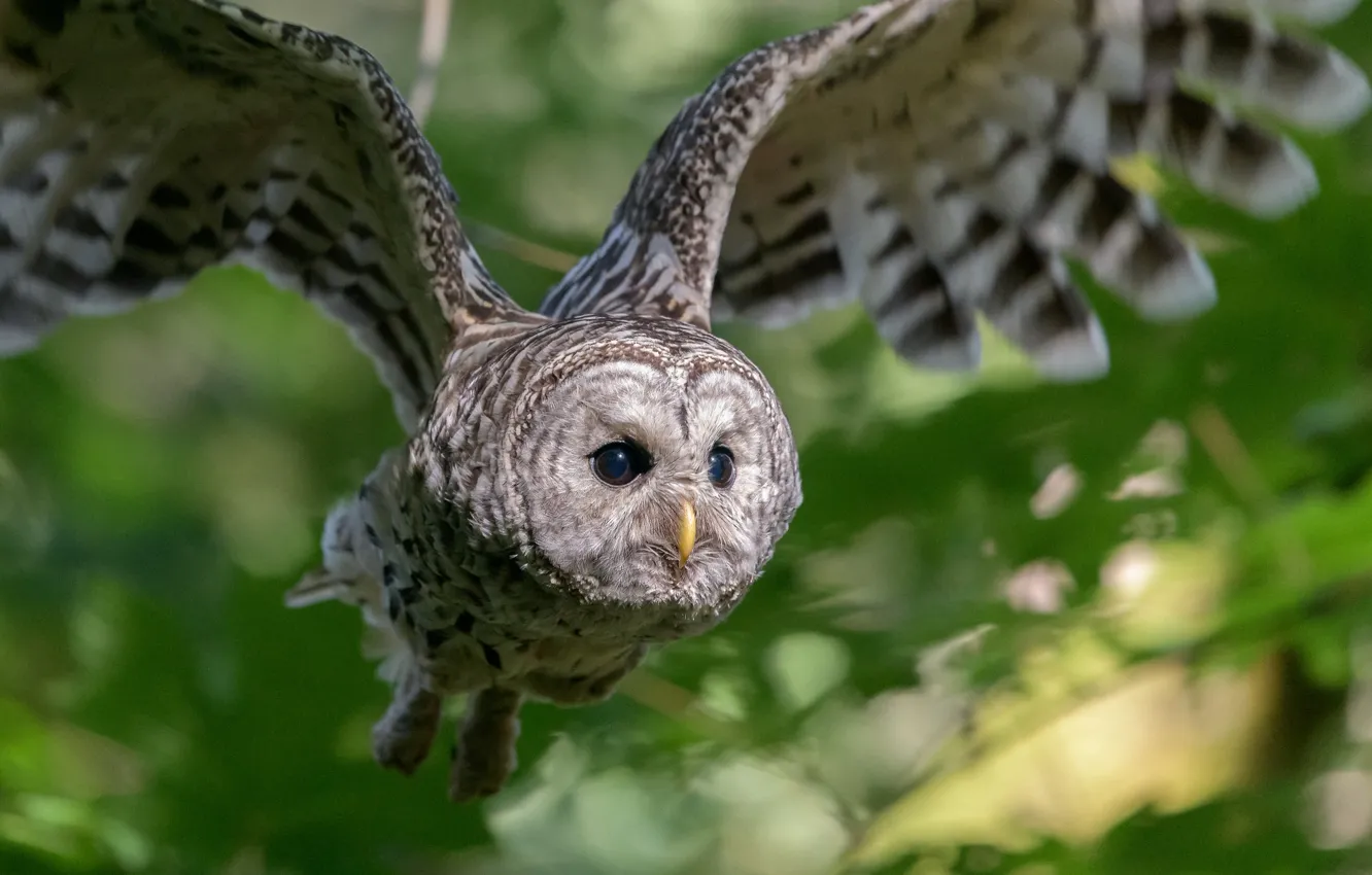 Photo wallpaper owl, bird, wings, flight, bokeh, Owl