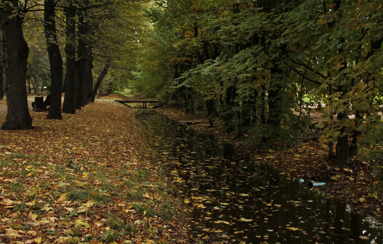 Photo wallpaper autumn, leaves, water, trees, the bushes, wallpapers