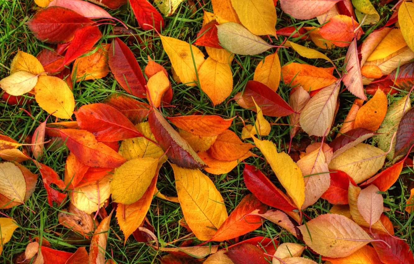 Photo wallpaper autumn, grass, leaves, texture, the crimson
