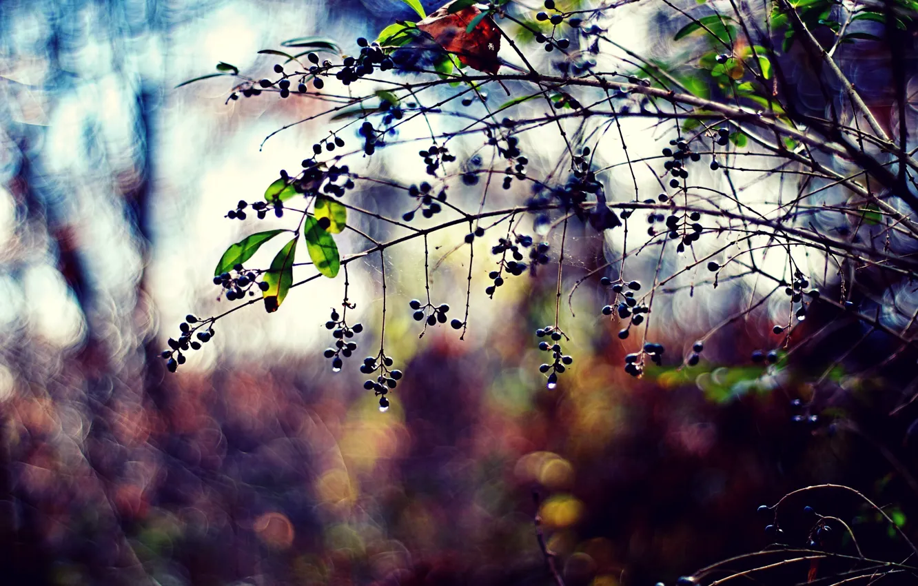 Photo wallpaper leaves, color, drops, nature, berries, photo, background, branch