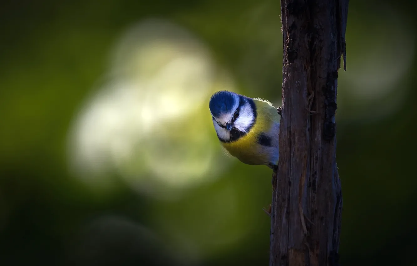 Photo wallpaper branches, bird, tit