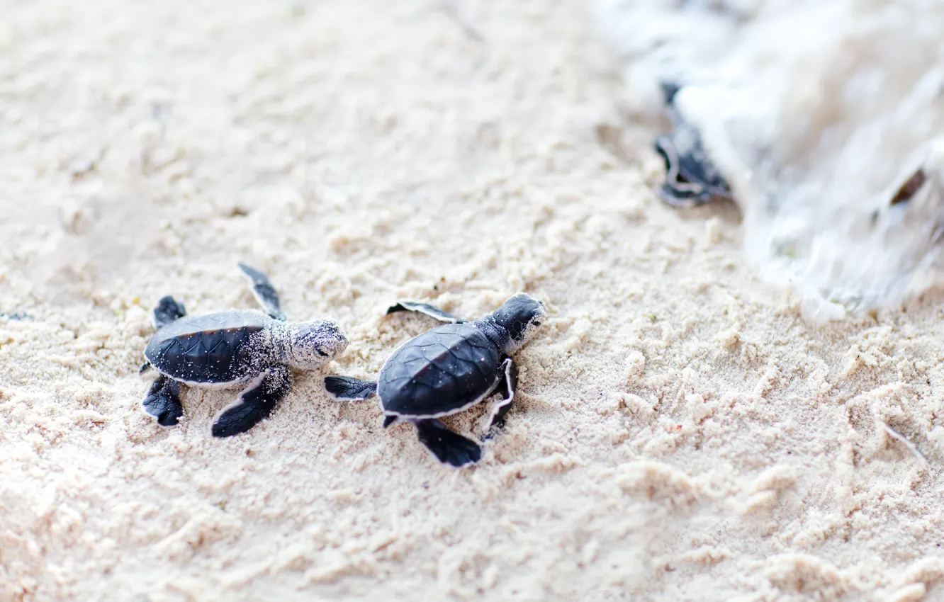 Photo wallpaper turtles, sand, pups