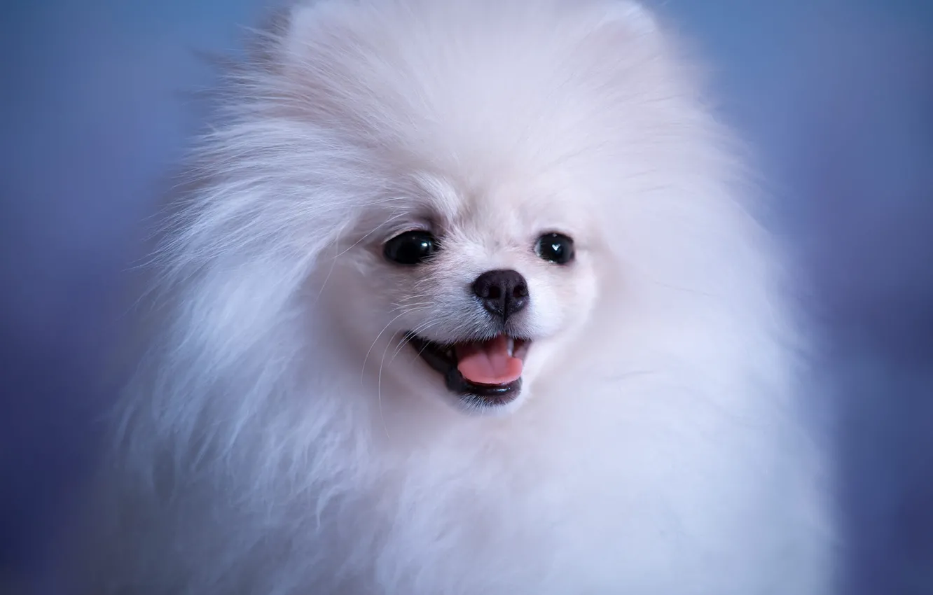 Photo wallpaper language, white, look, background, blue, portrait, dog, fluffy
