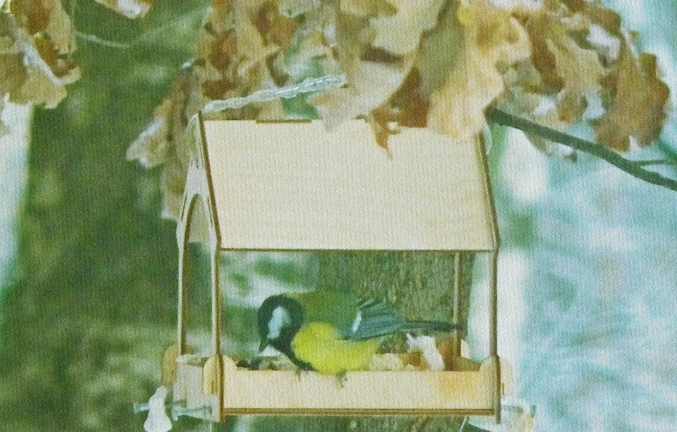 Photo wallpaper nature, bird, tit