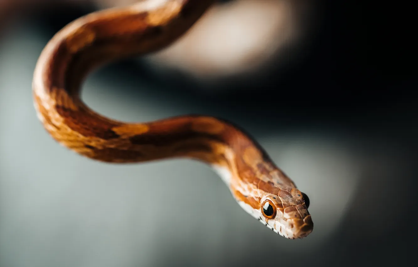 Photo wallpaper Snake, head, reptile