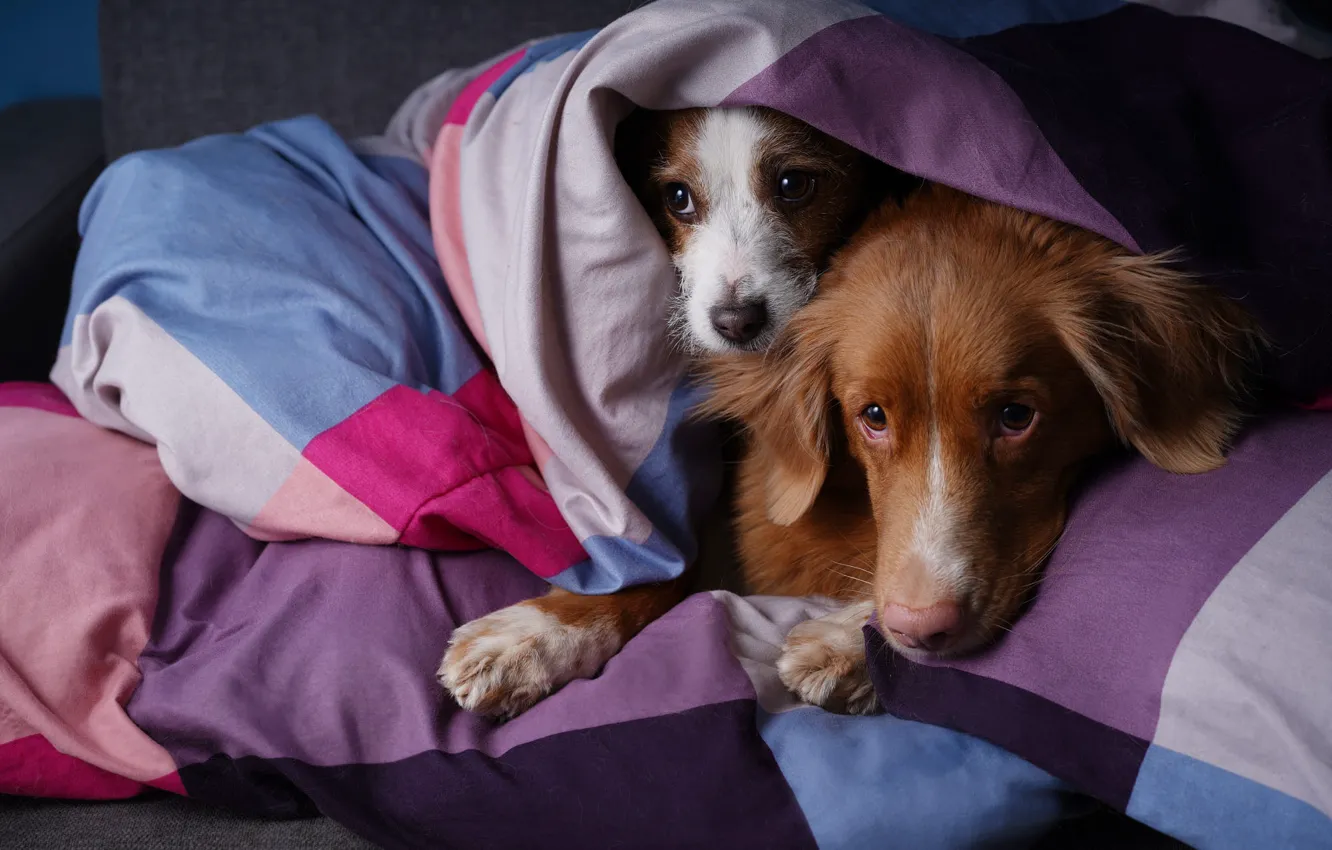 Photo wallpaper look, pose, comfort, heat, each, together, dog, pair