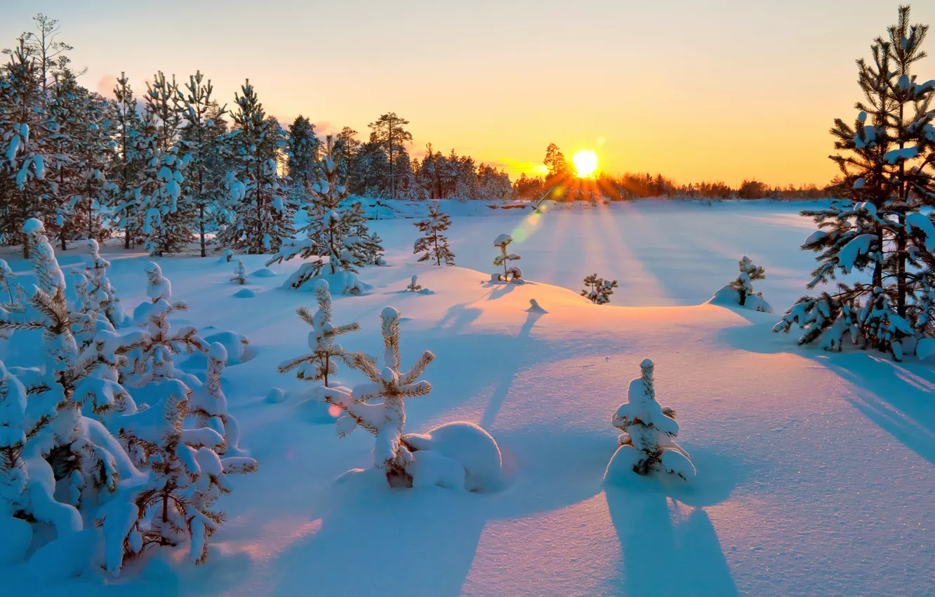 Photo wallpaper winter, forest, the sky, the sun, rays, snow, landscape, sunset