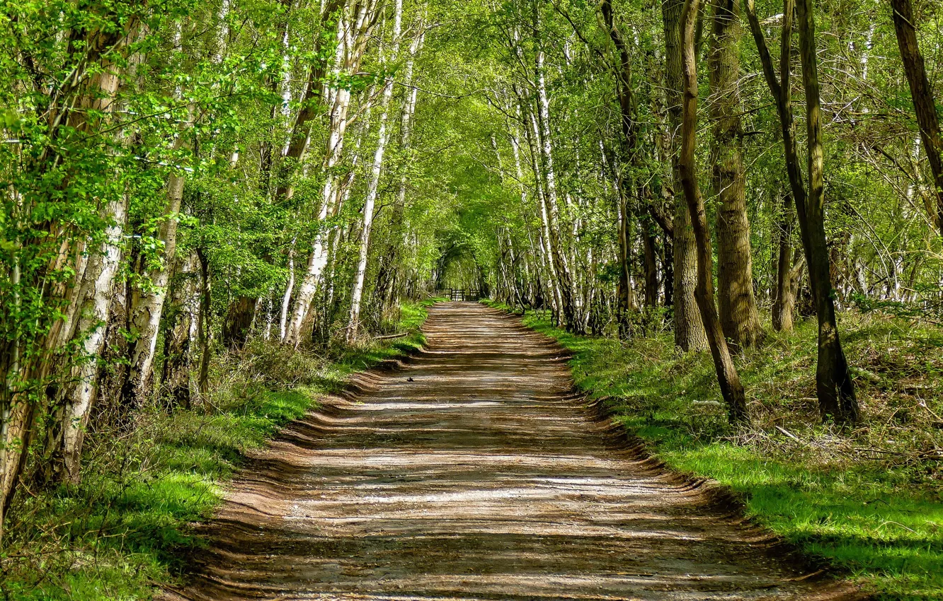 Photo wallpaper Road, Spring, Forest, Birch