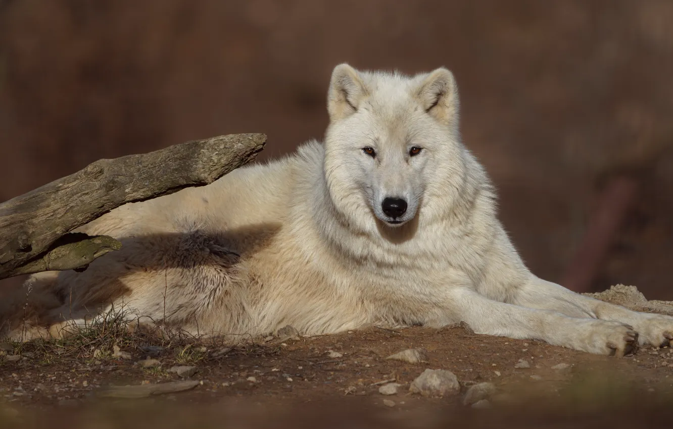 Photo wallpaper white, look, wolf, lies, bitches, Arctic