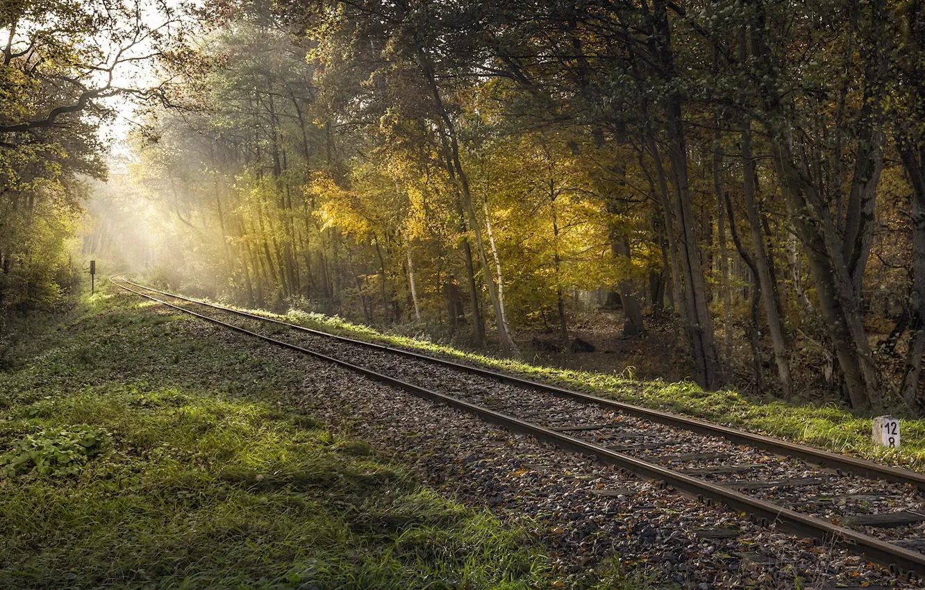 Photo wallpaper forest, light, railroad