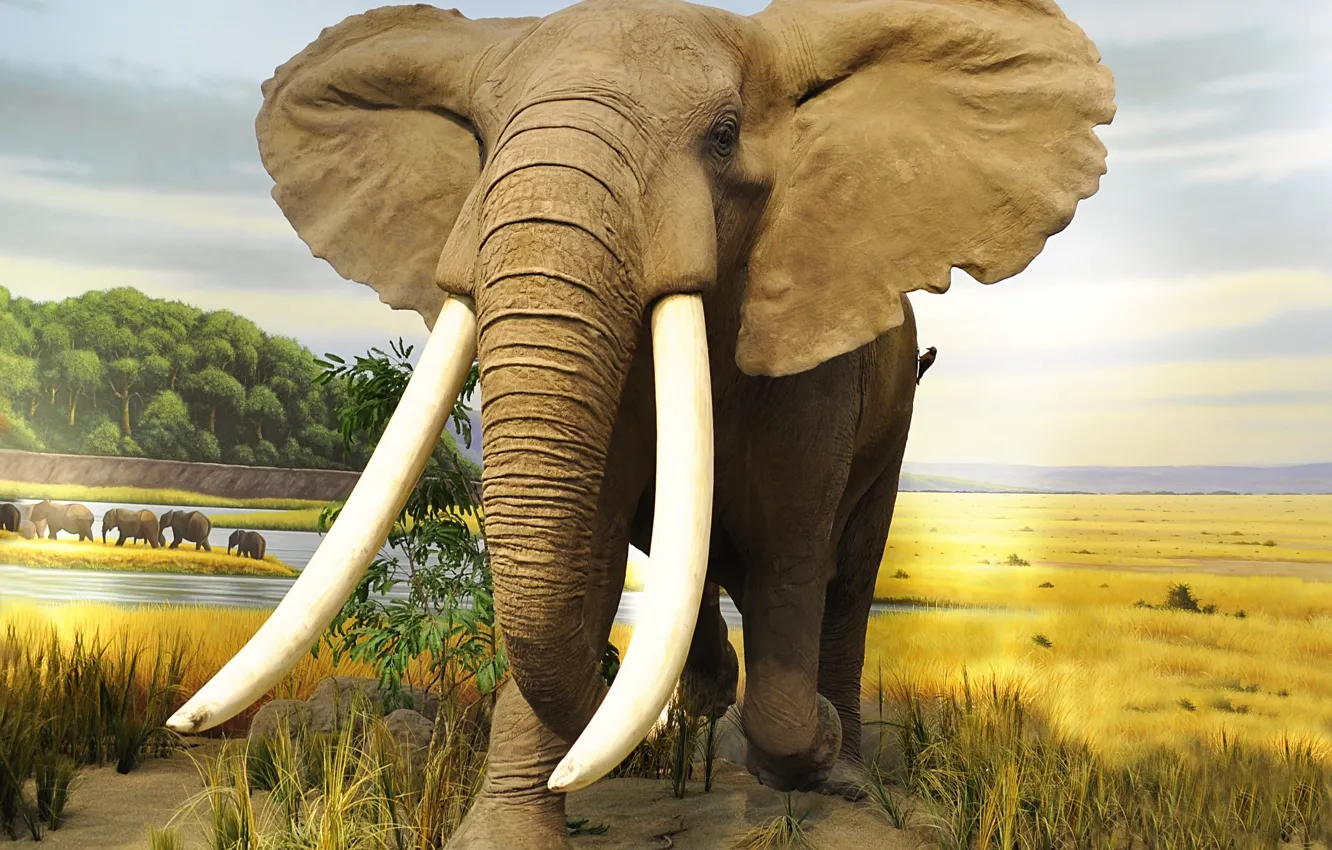 Photo wallpaper Nature, Elephant, Animals