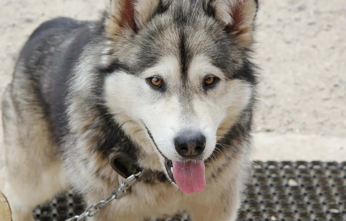 Photo wallpaper photo, dog, sled dog, Alaskan Malamute, grey white
