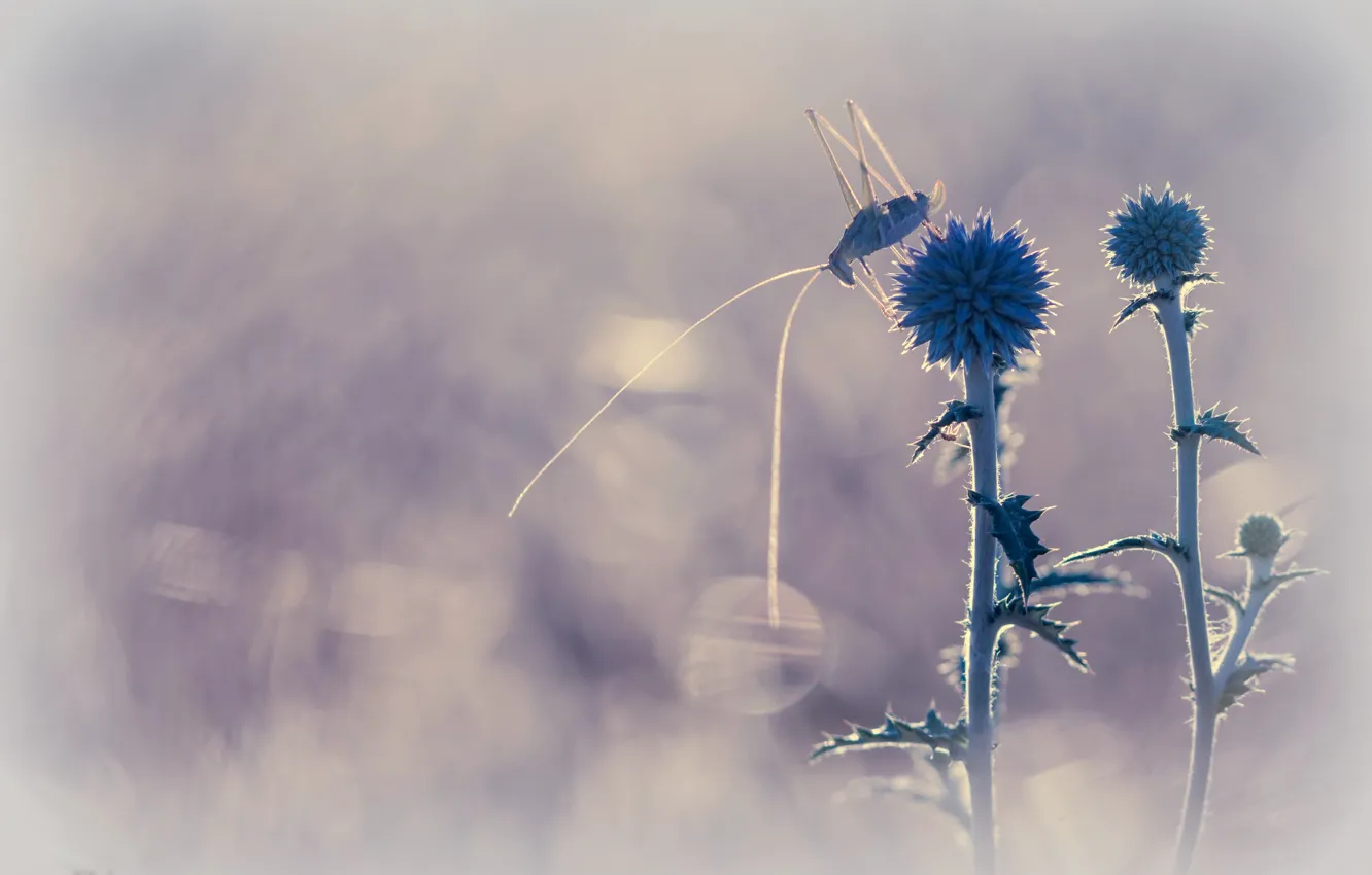 Photo wallpaper grass, nature, grasshopper