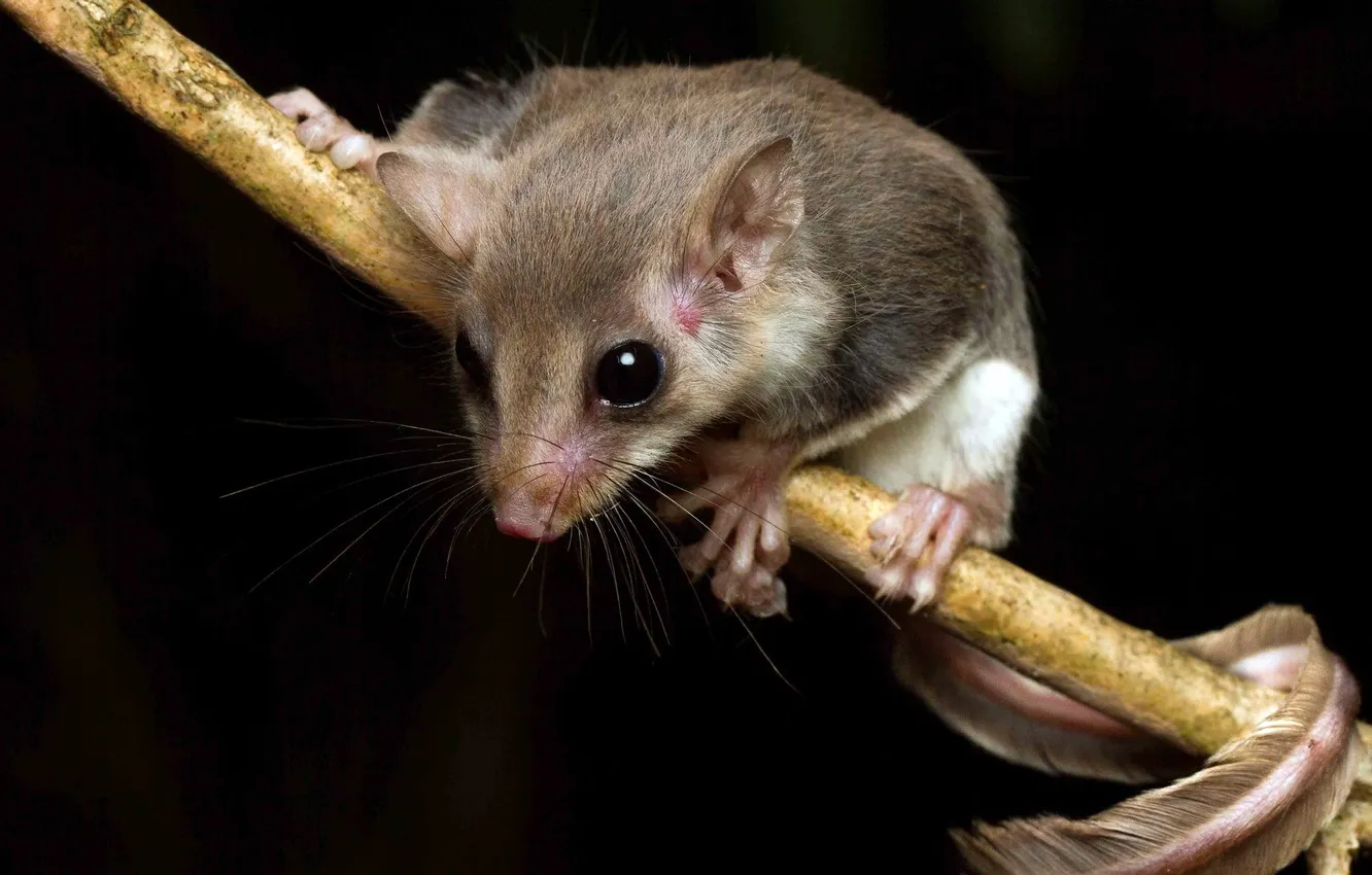 Photo wallpaper nature, background, Acrobates frontalis