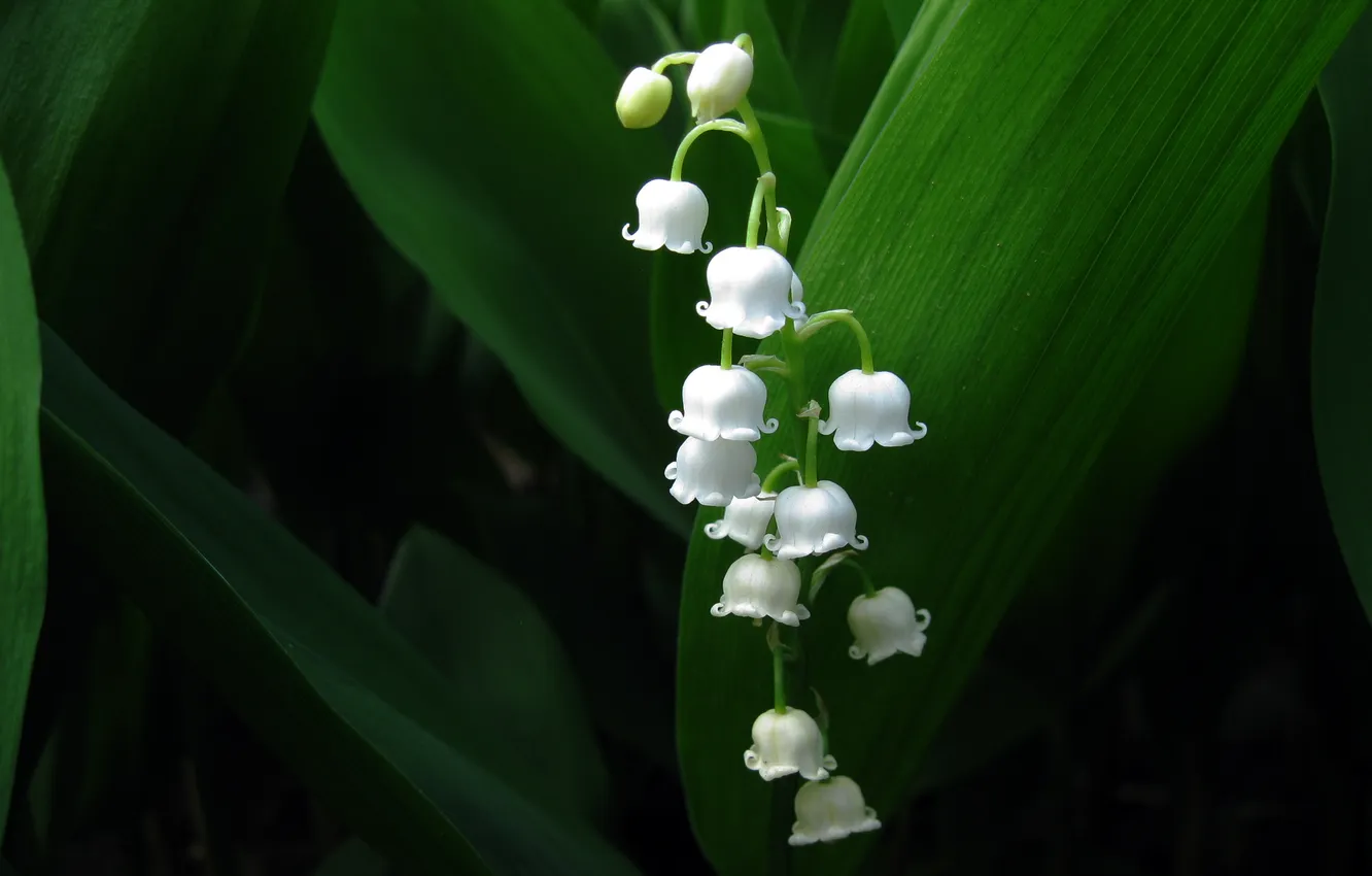 Photo wallpaper LEAVES, MACRO, WHITE, STEMS, Lilies of the valley