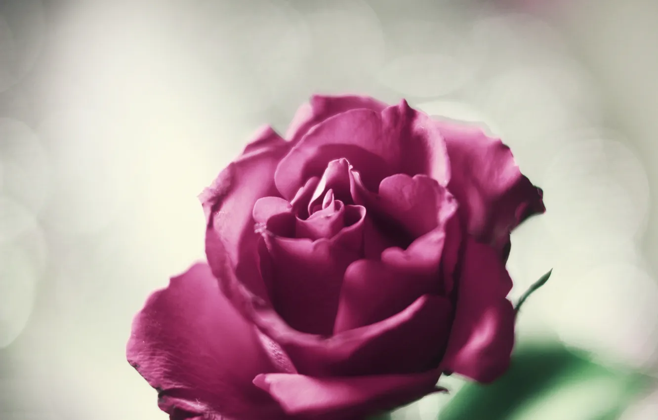 Photo wallpaper flowers, roses, petals