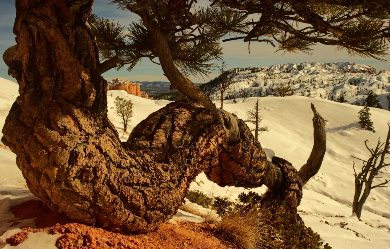 Photo wallpaper mountains, snow, tree