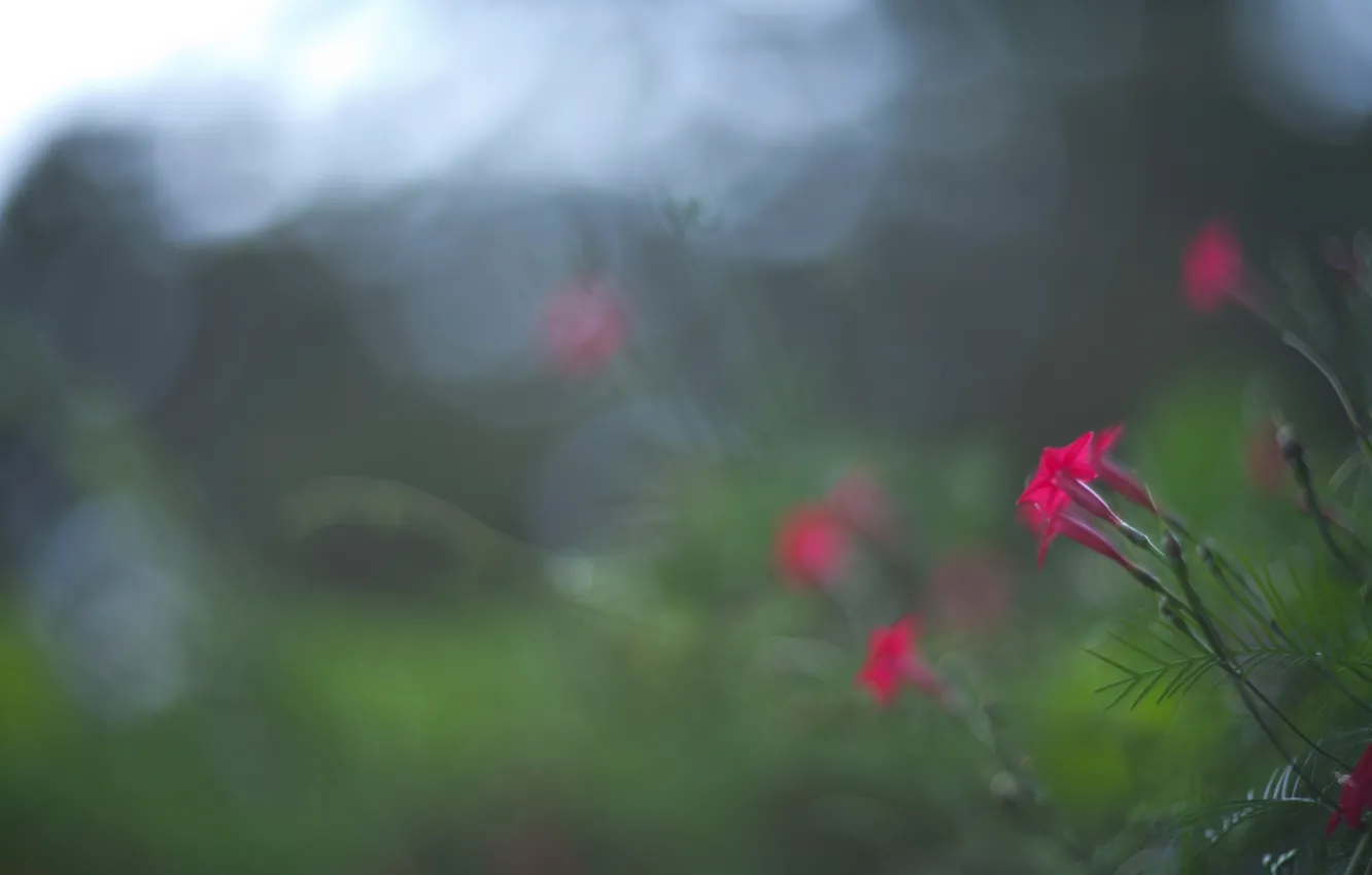 Photo wallpaper field, flowers, petals, meadow, haze