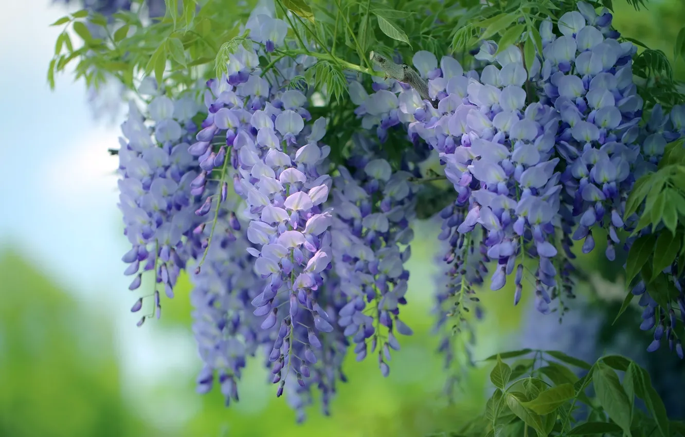 Photo wallpaper flowers, Wisteria, Wisteria