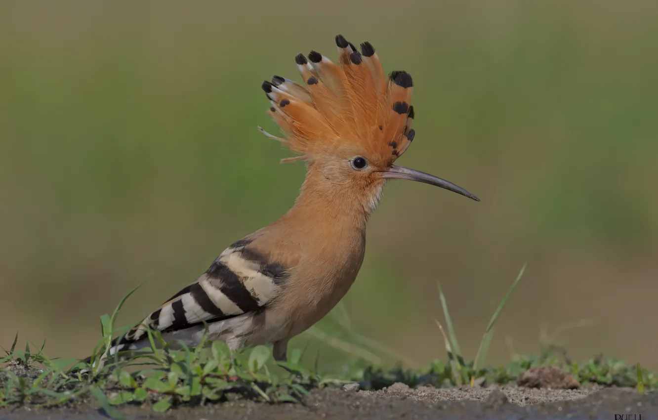 Photo wallpaper nature, background, bird, hoopoe, crest, DUELL ©