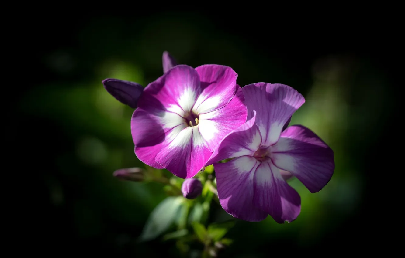 Photo wallpaper flowers, background, Phlox