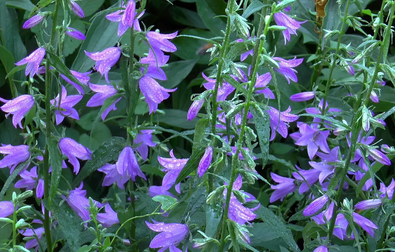 Photo wallpaper summer, flowers, blue, bells