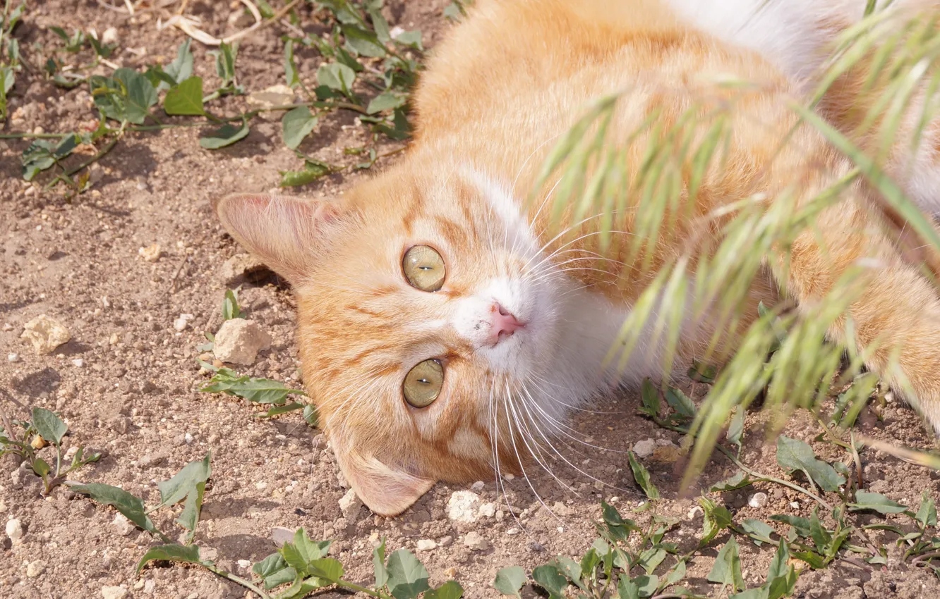 Photo wallpaper cat, the sun, earth