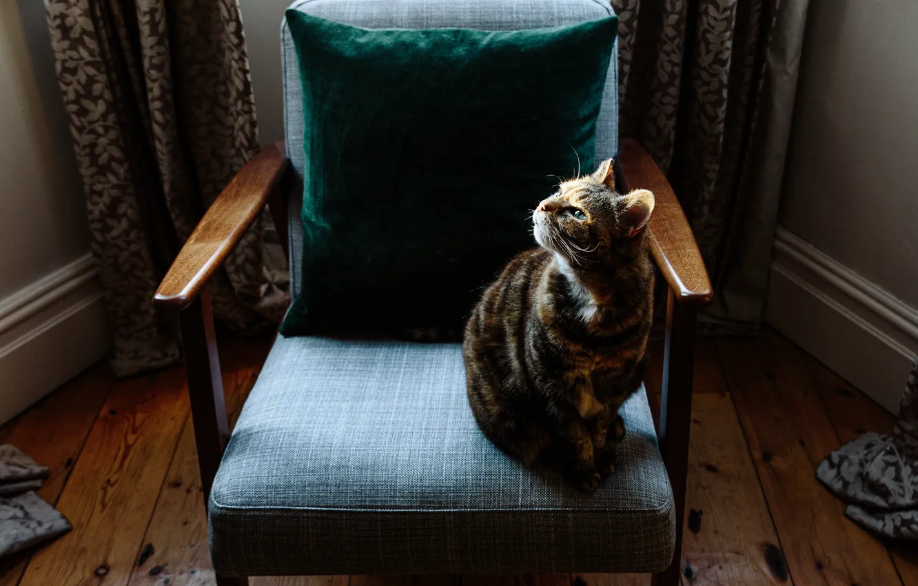 Photo wallpaper cat, cat, look, room, chair