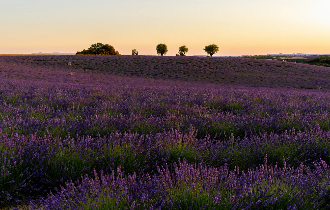 Photo wallpaper flowers, lavender, plantation, lavender field