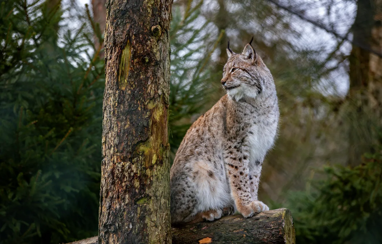 Photo wallpaper forest, trees, log, lynx