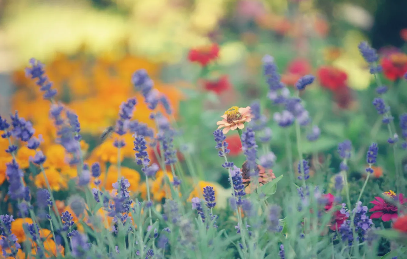 Photo wallpaper summer, flowers, blur