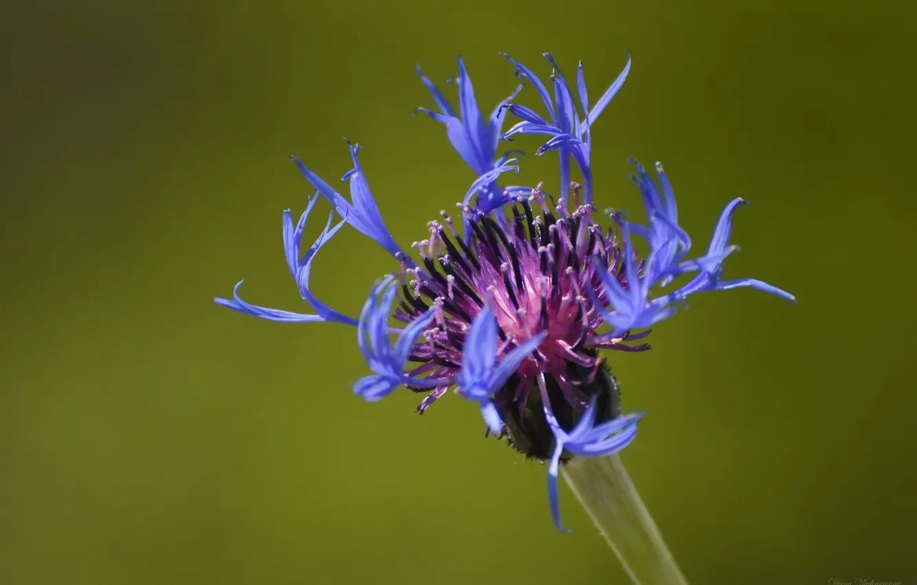 Photo wallpaper macro, flowers, nature, spring