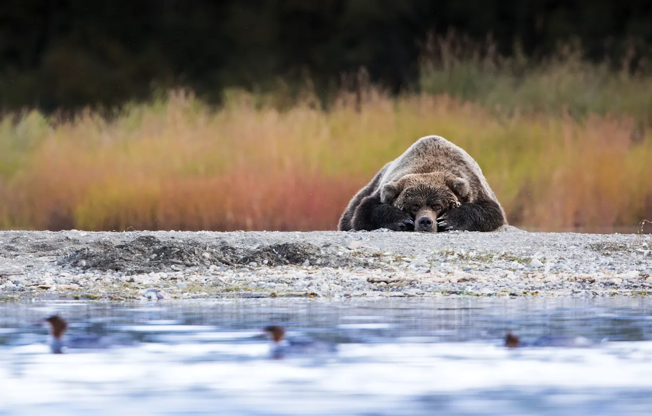 Photo wallpaper stay, shore, sleep, bear, sleeping, lies, pond