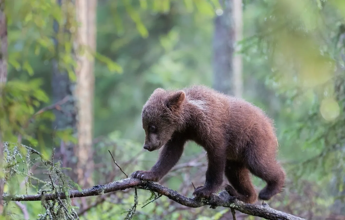 Photo wallpaper forest, branches, pose, baby, bear, bear, bear, needles