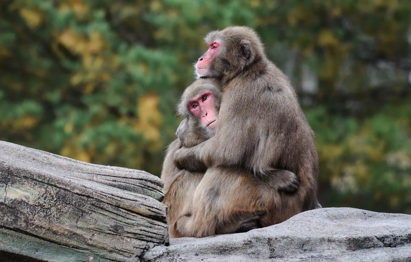 Photo wallpaper look, pose, macaques, background, stone, two, hugs, monkey
