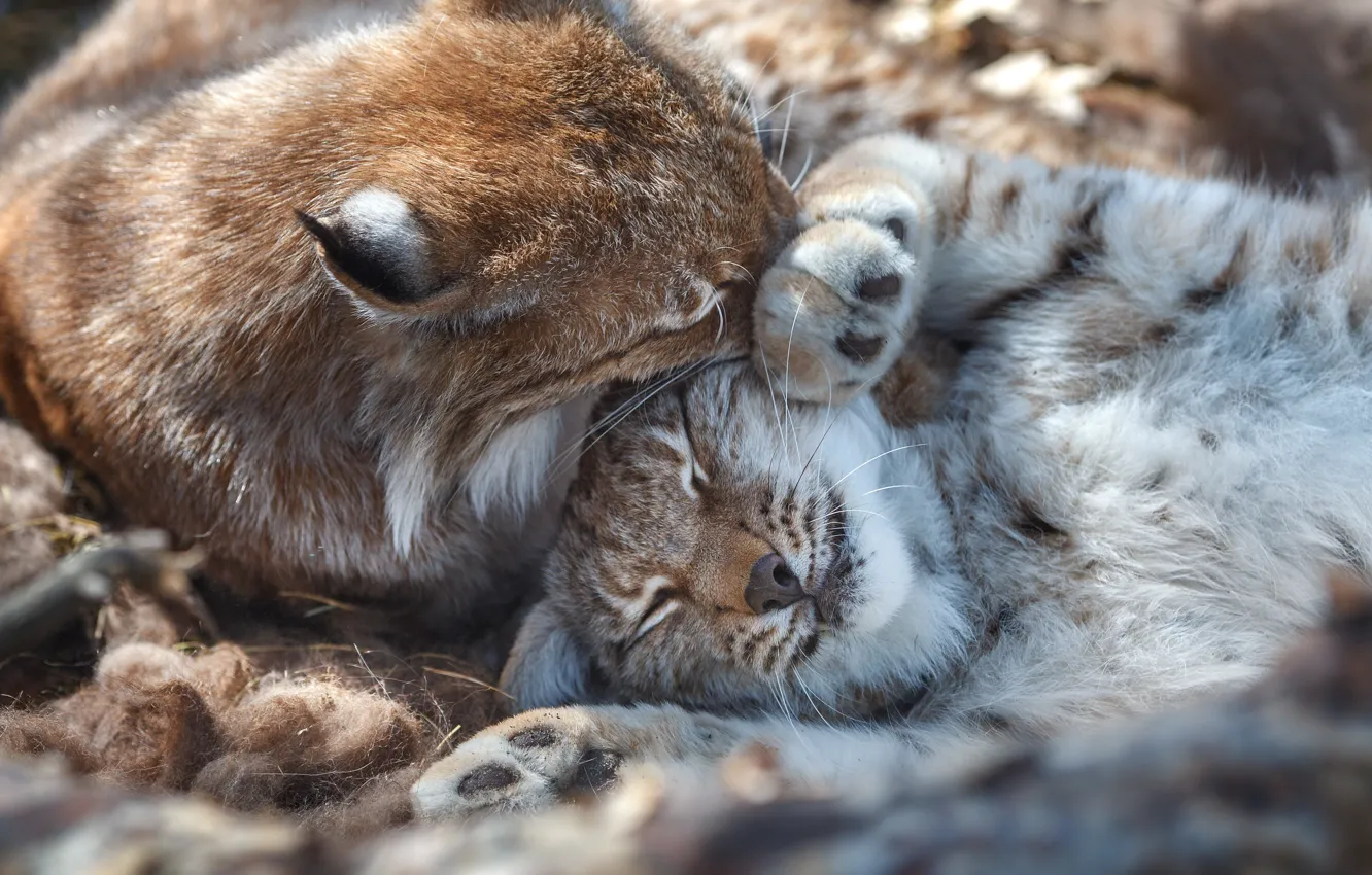 Photo wallpaper animals, predators, pair, lynx, Oleg Bogdanov, tenderness