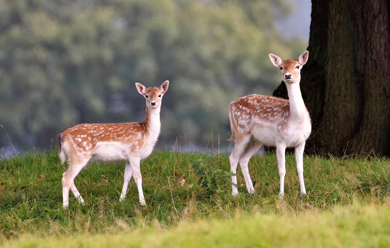 Photo wallpaper nature, glade, pair, deer, fawn, a couple, two, fawn